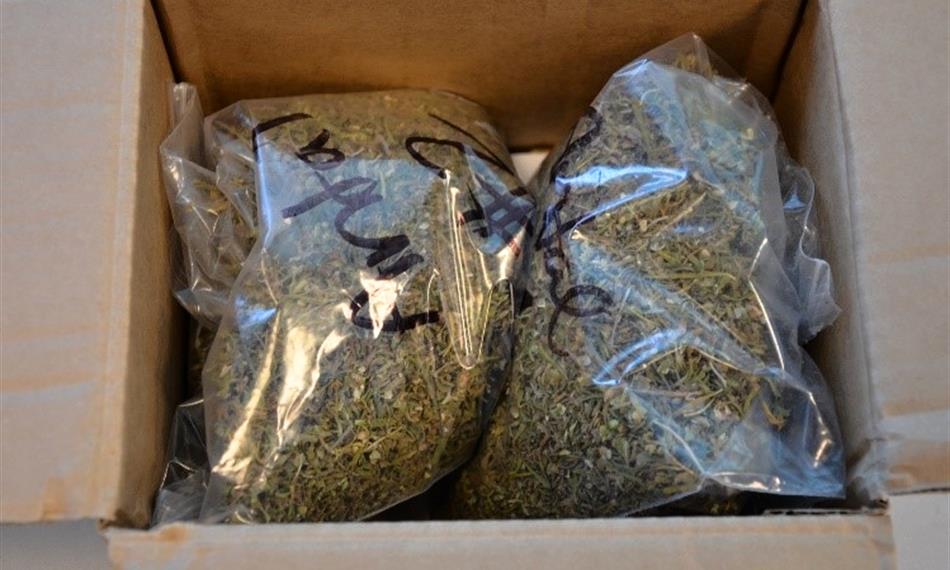 2019-7-11-1129marihuana  2.jpg